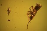 Two Fossil Springtails & A Fly In Baltic Amber #48254-2
